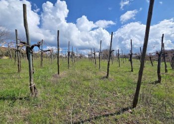 Foto 19 - Casa indipendente Contrada acquara, Torella dei Lombardi - foto 19