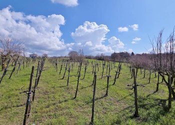 Foto 21 - Casa indipendente Contrada acquara, Torella dei Lombardi - foto 21