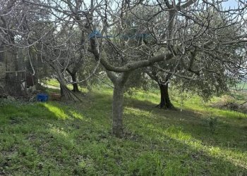 Foto 7 - Rustic Offida - photo 7