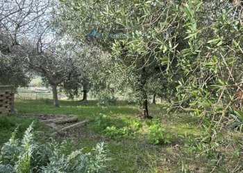 Foto 8 - Rustic Offida - photo 8