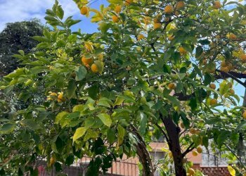 Foto 18 - Independent house Salita Aquileila
 
1, Savona - photo 18