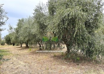 Foto 98 - Villa via delle Cerase, Colonnella - photo 98