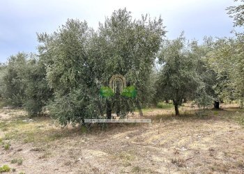 Foto 99 - Villa via delle Cerase, Colonnella - photo 99