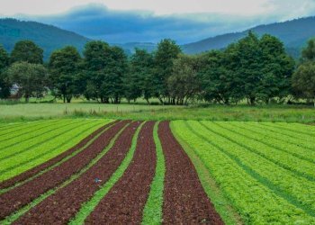 Foto 4 - Terreno agricolo Bellusco - foto 4