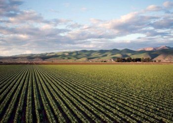 Foto 7 - Terreno agricolo Bellusco - foto 7