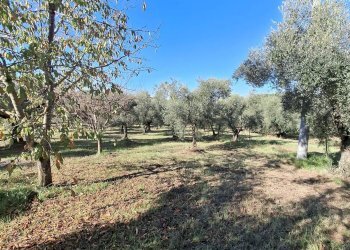 Foto 2 - Terreno agricolo Palombara Sabina - foto 2