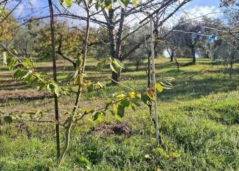 Foto 6 - Terreno agricolo Palombara Sabina - foto 6