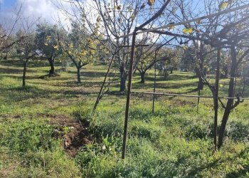 Foto 8 - Terreno agricolo Palombara Sabina - foto 8