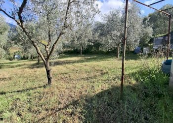 Foto 2 - Terreno agricolo Palombara Sabina - foto 2