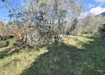 Foto 4 - Terreno agricolo Palombara Sabina - foto 4