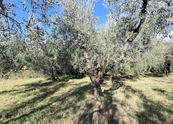 Foto 5 - Terreno agricolo Palombara Sabina - foto 5