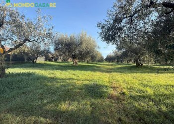 Foto 3 - Terreno agricolo strada dello storello
 
snc, Palombara Sabina - foto 3