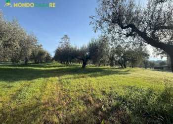 Foto 6 - Terreno agricolo strada dello storello
 
snc, Palombara Sabina - foto 6