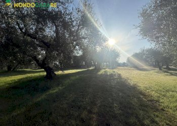 Foto 7 - Terreno agricolo strada dello storello
 
snc, Palombara Sabina - foto 7