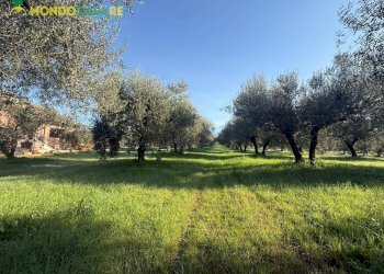 Foto 8 - Terreno agricolo strada dello storello
 
snc, Palombara Sabina - foto 8