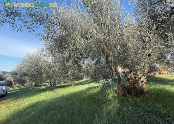 Foto 9 - Terreno agricolo strada dello storello
 
snc, Palombara Sabina - foto 9