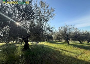 Foto 10 - Terreno agricolo strada dello storello
 
snc, Palombara Sabina - foto 10