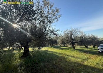 Foto 11 - Terreno agricolo strada dello storello
 
snc, Palombara Sabina - foto 11