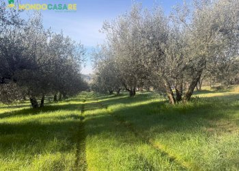 Foto 14 - Terreno agricolo strada dello storello
 
snc, Palombara Sabina - foto 14