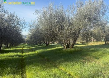 Foto 15 - Terreno agricolo strada dello storello
 
snc, Palombara Sabina - foto 15