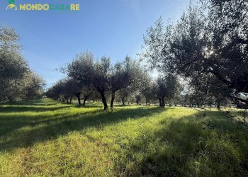 Foto 16 - Terreno agricolo strada dello storello
 
snc, Palombara Sabina - foto 16