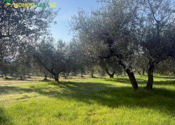 Foto 17 - Terreno agricolo strada dello storello
 
snc, Palombara Sabina - foto 17