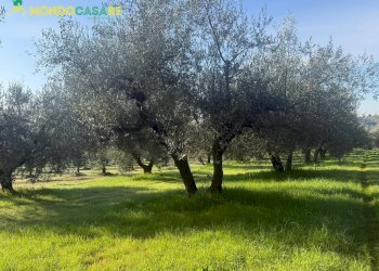 Foto 18 - Terreno agricolo strada dello storello
 
snc, Palombara Sabina - foto 18