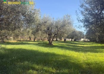 Foto 19 - Terreno agricolo strada dello storello
 
snc, Palombara Sabina - foto 19