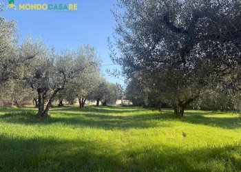 Foto 21 - Terreno agricolo strada dello storello
 
snc, Palombara Sabina - foto 21