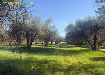 Foto 22 - Terreno agricolo strada dello storello
 
snc, Palombara Sabina - foto 22