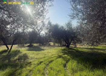 Foto 23 - Terreno agricolo strada dello storello
 
snc, Palombara Sabina - foto 23