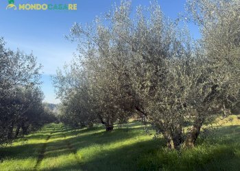 Foto 24 - Terreno agricolo strada dello storello
 
snc, Palombara Sabina - foto 24