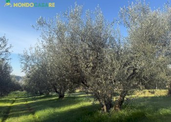 Foto 25 - Terreno agricolo strada dello storello
 
snc, Palombara Sabina - foto 25