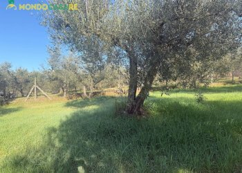 Foto 26 - Terreno agricolo strada dello storello
 
snc, Palombara Sabina - foto 26