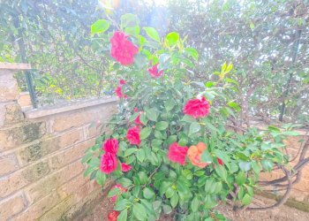 Foto 26 - Bilocale Via Luigi Cochetti, Roma - foto 25