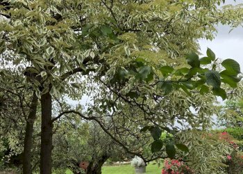 Foto 19 - Villa Via dei Peschi
 
42, Pescantina - photo 19