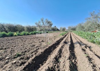 Foto 1 - Terreno agricolo riserva naturale sentina, San Benedetto del Tronto - foto 1