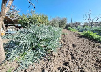 Foto 2 - Terreno agricolo riserva naturale sentina, San Benedetto del Tronto - foto 2