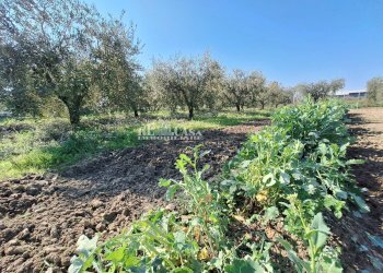 Foto 5 - Terreno agricolo riserva naturale sentina, San Benedetto del Tronto - foto 5