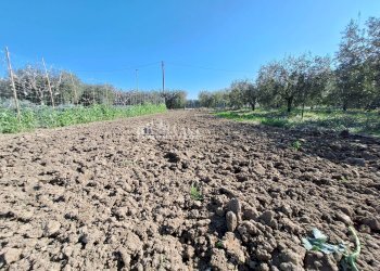 Foto 7 - Terreno agricolo riserva naturale sentina, San Benedetto del Tronto - foto 7