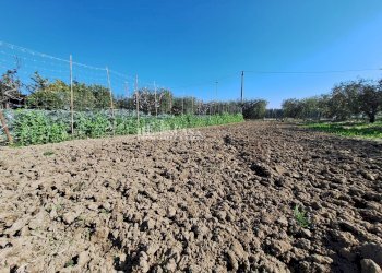 Foto 8 - Terreno agricolo riserva naturale sentina, San Benedetto del Tronto - foto 8