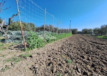 Foto 9 - Terreno agricolo riserva naturale sentina, San Benedetto del Tronto - foto 9
