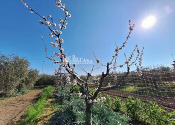 Foto 12 - Terreno agricolo riserva naturale sentina, San Benedetto del Tronto - foto 12