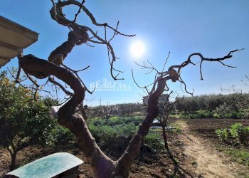 Foto 13 - Terreno agricolo riserva naturale sentina, San Benedetto del Tronto - foto 13