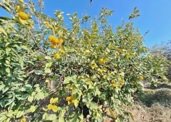 Foto 14 - Terreno agricolo riserva naturale sentina, San Benedetto del Tronto - foto 14