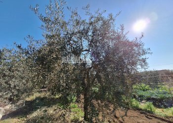 Foto 15 - Terreno agricolo riserva naturale sentina, San Benedetto del Tronto - foto 15