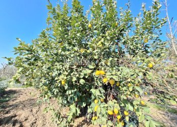 Foto 16 - Terreno agricolo riserva naturale sentina, San Benedetto del Tronto - foto 16