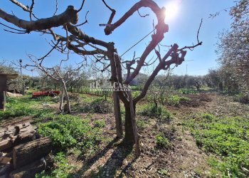 Foto 20 - Terreno agricolo riserva naturale sentina, San Benedetto del Tronto - foto 20