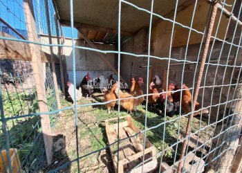 Foto 21 - Terreno agricolo riserva naturale sentina, San Benedetto del Tronto - foto 21