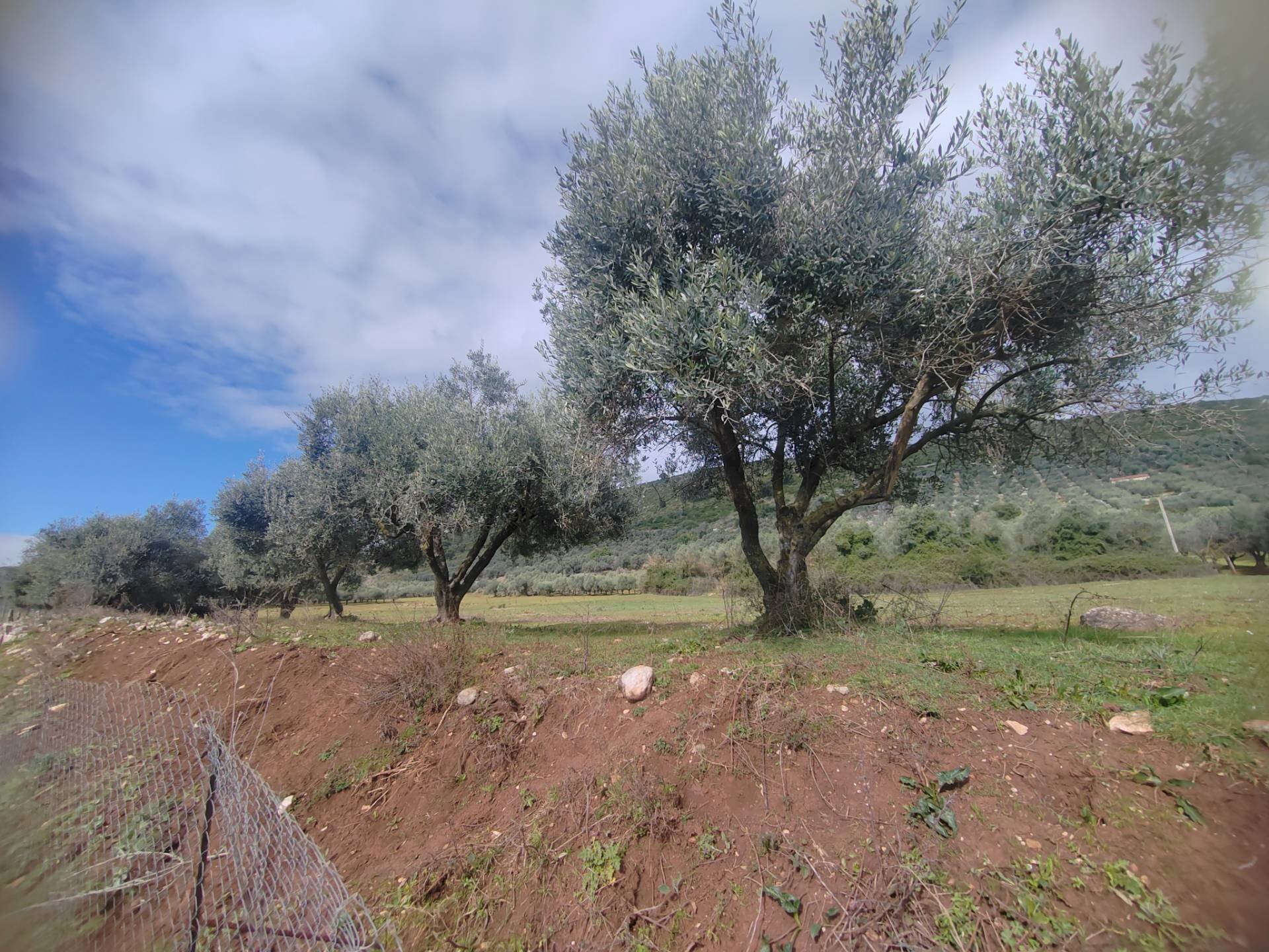Foto 3 - Terreno agricolo Via Stradone Delle Grotte, Priverno - foto 3